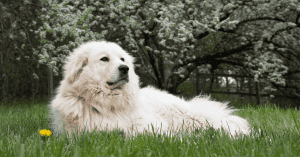 Everything You Need to Know About the Great Pyrenees