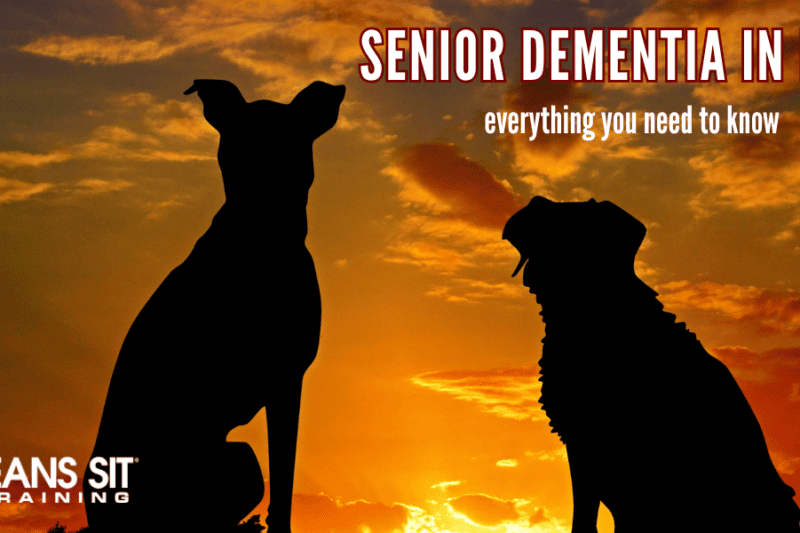 dog-dementia