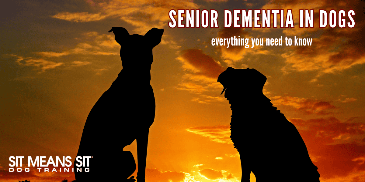 dog-dementia