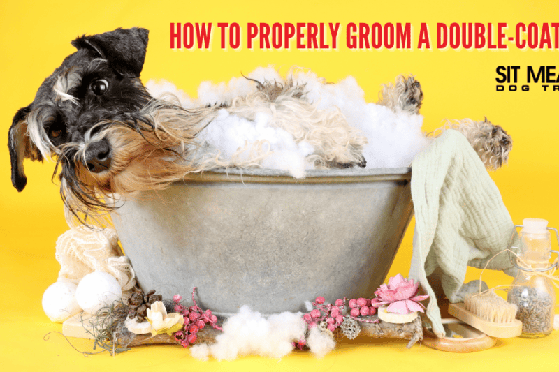 how to groom a double-coated dog