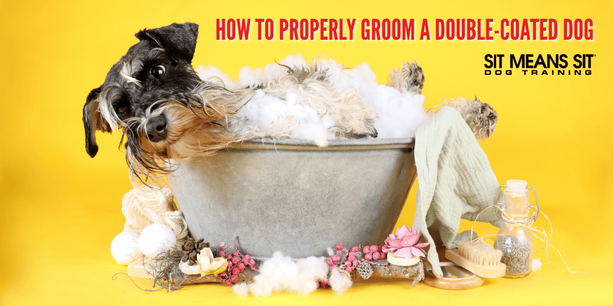how to groom a double-coated dog