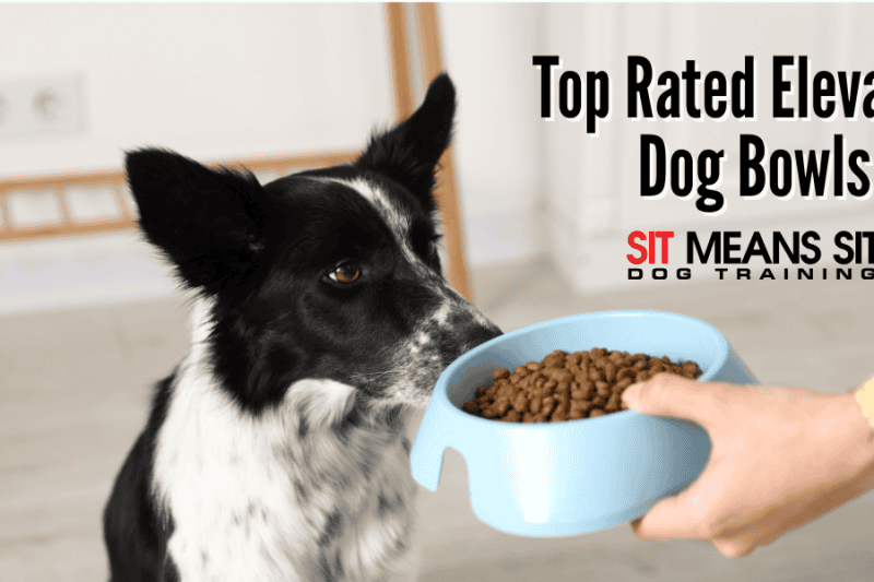 Top Rated Elevated Dog Bowls