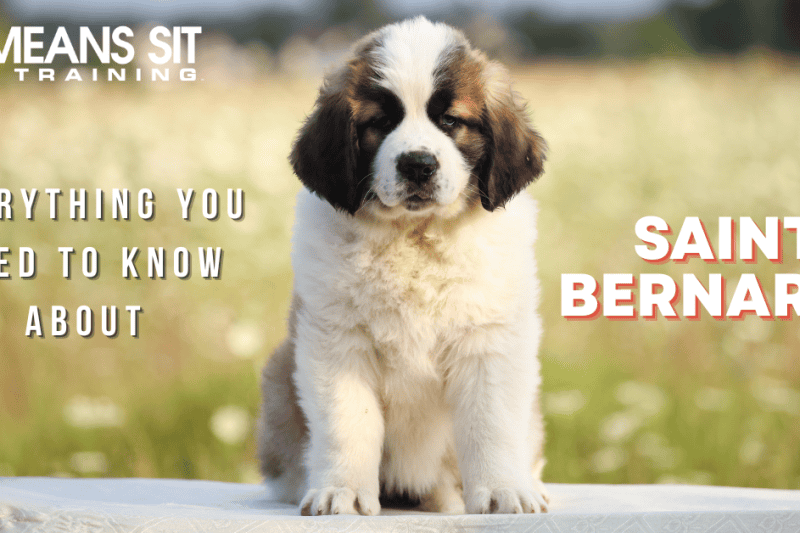 Everything You Need to Know About Saint Bernards