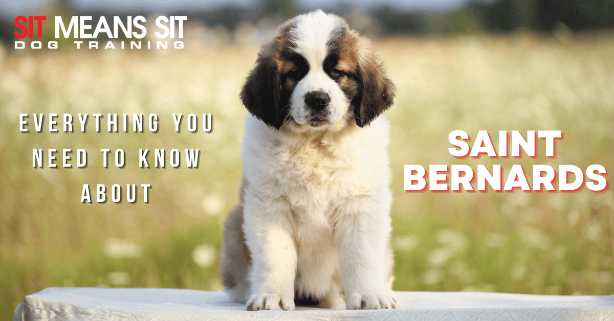 Everything You Need to Know About Saint Bernards