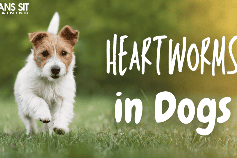 Heartworms in Dogs: Everything You Need to Know