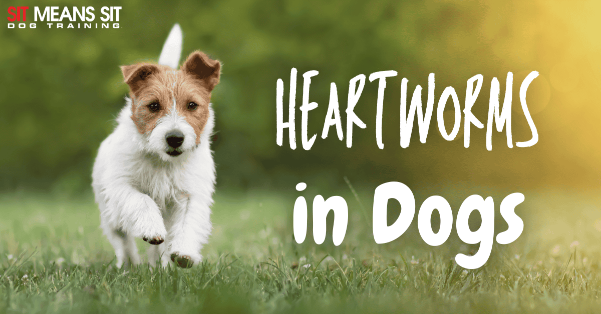 Heartworms in Dogs: Everything You Need to Know