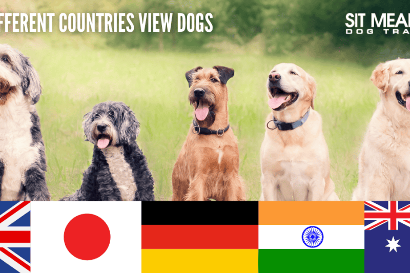 how different countries-view dogs