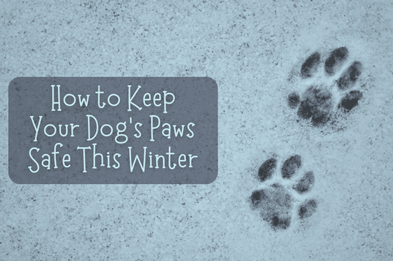 How to Keep Your Dog’s Paws Safe This Winter