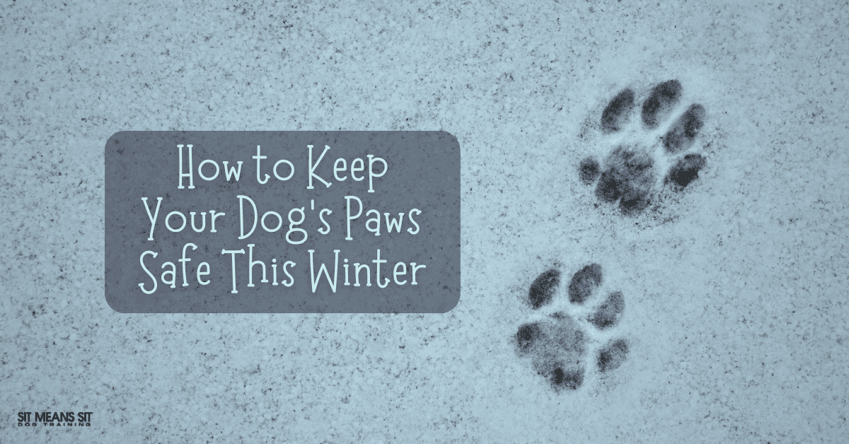 How to Keep Your Dog’s Paws Safe This Winter