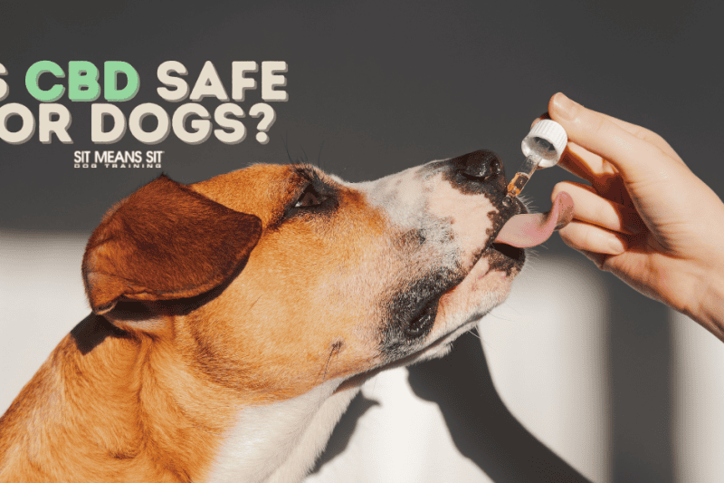 Is CBD Safe for Dogs?