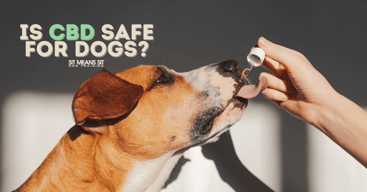 Is CBD Safe for Dogs?