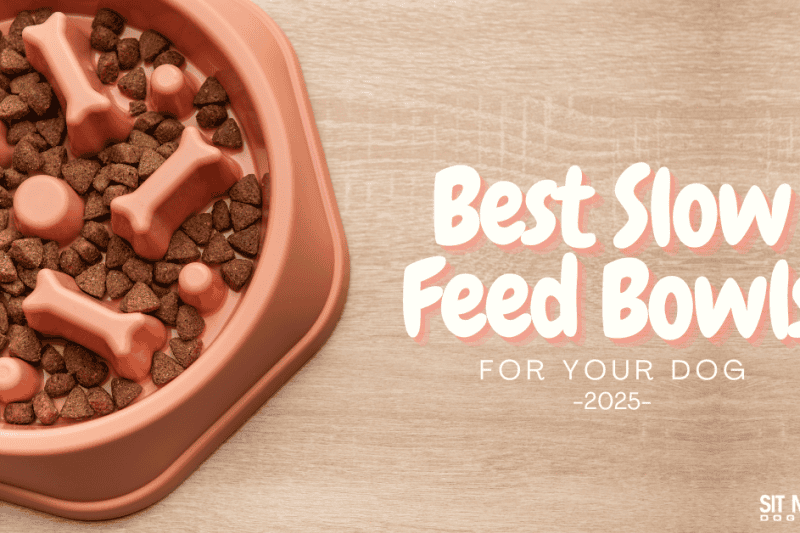 Our Top Picks for Canine Slow Feeder Bowls