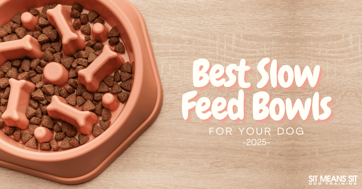 Our Top Picks for Canine Slow Feeder Bowls