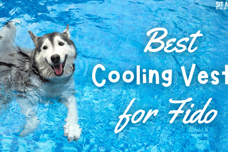 The Best Cooling Vests for Dogs