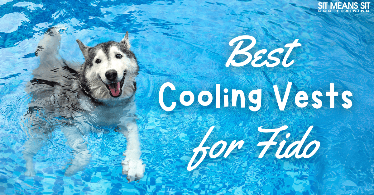 The Best Cooling Vests for Dogs