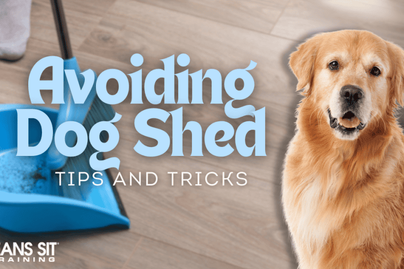 Tips for Keeping Your House Clean with a Shedding Dog