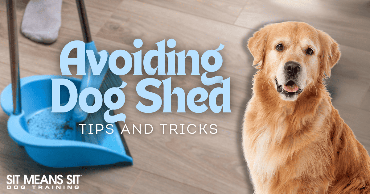 Tips for Keeping Your House Clean with a Shedding Dog