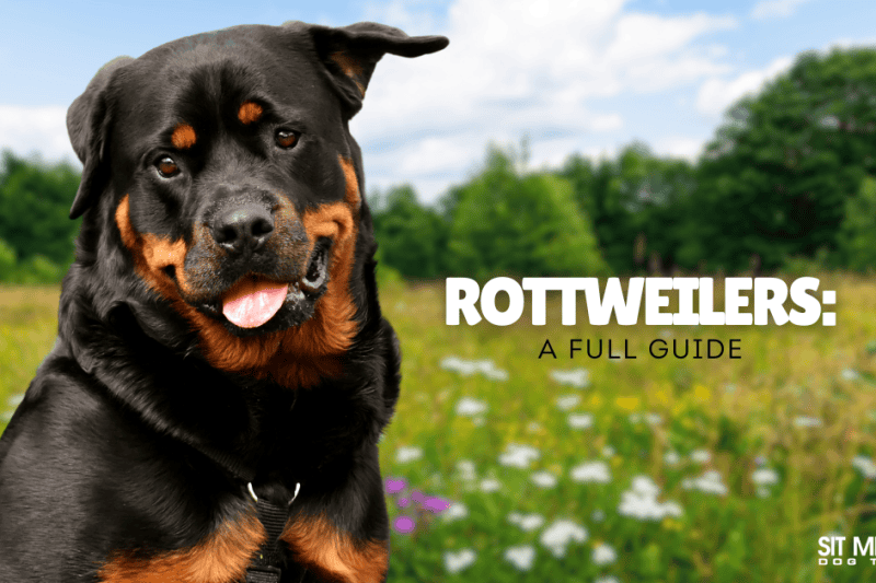 Your Complete Guide on Rottweilers