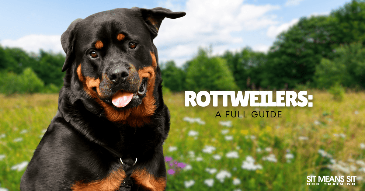 Your Complete Guide on Rottweilers